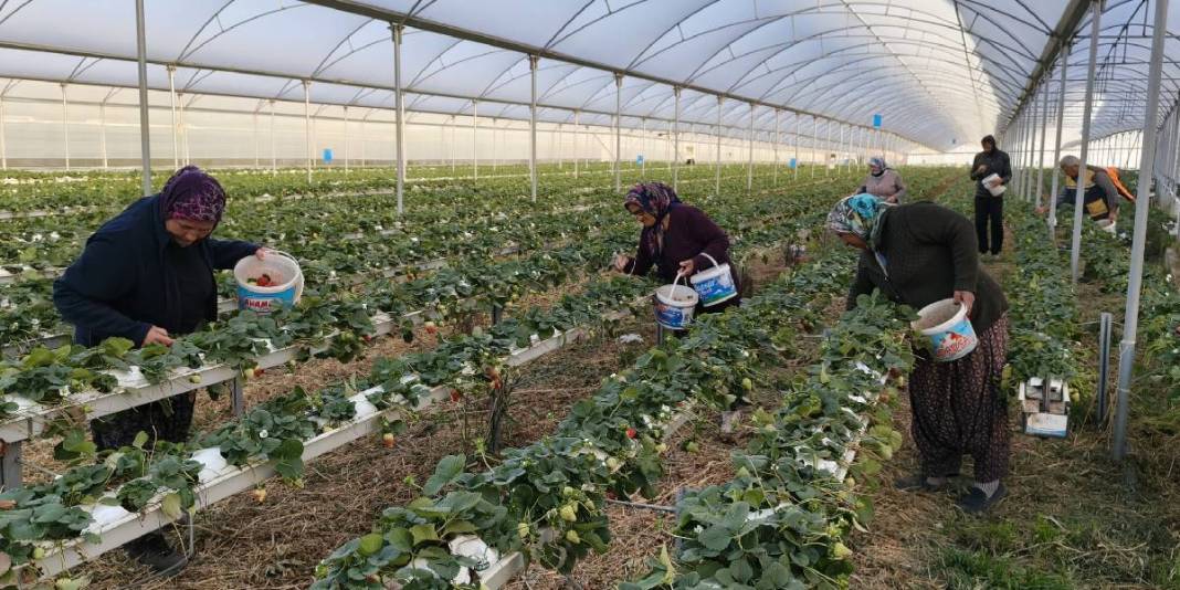 Tek bir bölgede 50.000 ton üretiliyor: Bu sezon kilosu 160 TL’den satışta 1